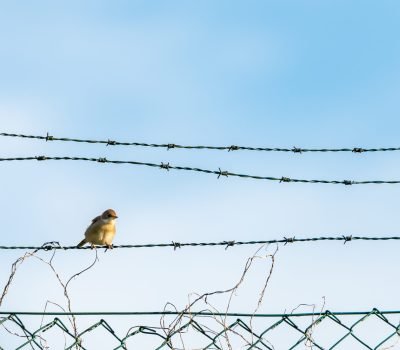 closeup-shot-little-yellow-bird-sitting-barbed-wires