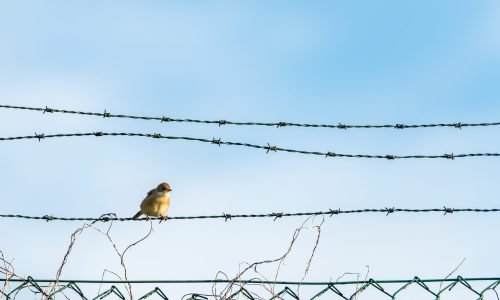 closeup-shot-little-yellow-bird-sitting-barbed-wires