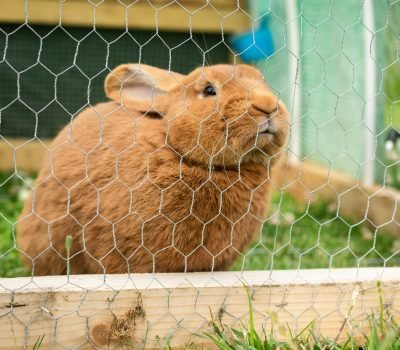 A cute domestic furry rabbit in a cage during daytime