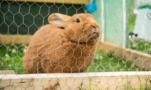 A cute domestic furry rabbit in a cage during daytime