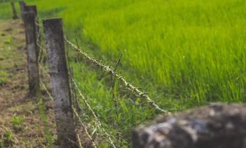 Fenced field with green grass