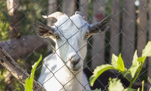 goat-looking-gate-farm