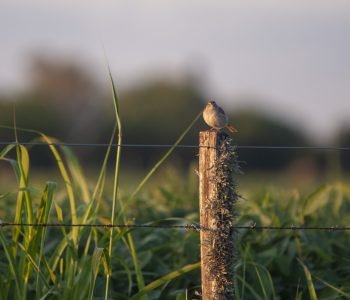 A selective focus shot of a small bird perched on a wooden fence