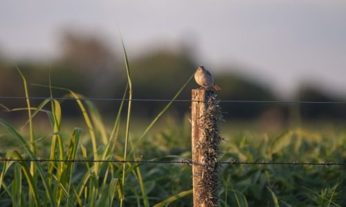 A selective focus shot of a small bird perched on a wooden fence