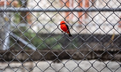 The Vermilion Flycatcher (Pyrocephalus obscurus), a Small Passerine Bird Posing on a Grid