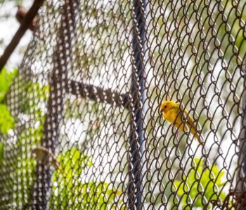 The Saffron Finch (Sicalis flaveola), the Yellow Bird is on a Metal Grid