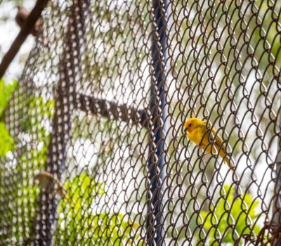 The Saffron Finch (Sicalis flaveola), the Yellow Bird is on a Metal Grid