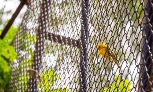 The Saffron Finch (Sicalis flaveola), the Yellow Bird is on a Metal Grid